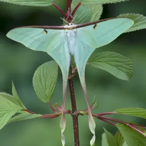 Chinese Moon Moth Print Chinese Moon Moth Print