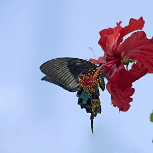 Chinese peacock butterfly (Papilio bianor) drinking nectar from a Hibiscus flower