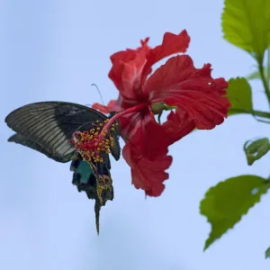Print of a Chinese peacock butterfly drinking nectar from a Hibiscus flower Print of a Chinese peacock butterfly drinking nectar from a Hibiscus flower