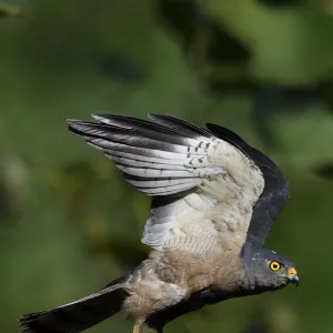 Chinese Sparrowhawk (Accipiter soloensis) flying Guangshui, Hubei province, China. July