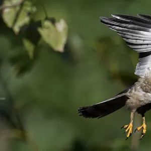 Chinese Sparrowhawk (Accipiter soloensis) flying Guangshui, Hubei province, China, July