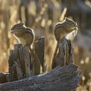 Images Dated 2011 October: 18 Oct 2011