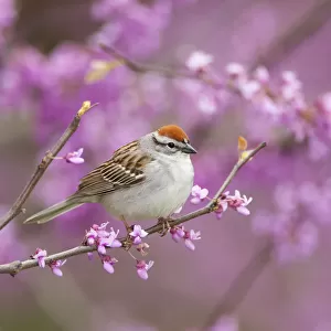 Chipping Sparrow (Spizella passerina), perched in flowering Eastern redbud tree, New York