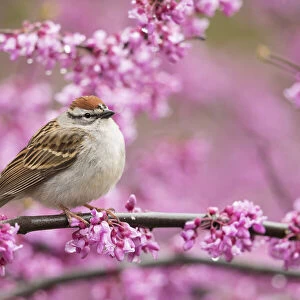 Chipping sparrow (Spizella passerina), adult perched in flowering eastern redbud in