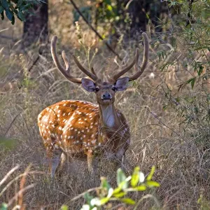 Chital deer print, male with large antlers Chital deer print, male with large antlers