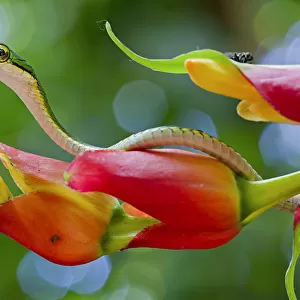 Chocoan parrot snake (Leptophis bocourti) on heliconia flower with fly in background