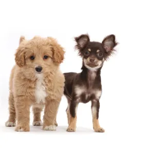 Chocolate-and-tan Chihuahua with Cavapoo puppy