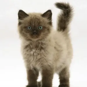 Chocolate Birman-cross kitten, against white background Chocolate Birman-cross kitten, against white background