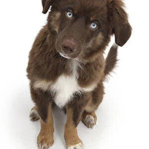 Chocolate blue eyed Mini American Shepherd puppy