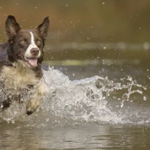 Chocolate border collie dog playing in water, Maryland, USA