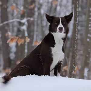 Chocolate border collie sitting in snow, Maryland, USA. January