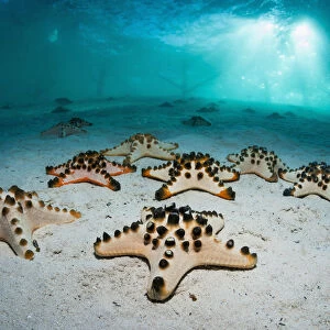 Chocolate chip sea star o (Protoreaster nodosus) on sandy bottom. Mabul, Malaysia