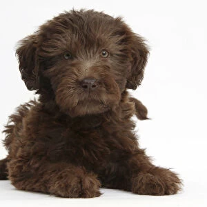 Chocolate Labradoodle puppy, 9 weeks, lying with head up, against white background