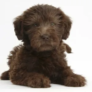 Chocolate Labradoodle puppy, 9 weeks, lying with head up, against white background Chocolate Labradoodle puppy, 9 weeks, lying with head up, against white background