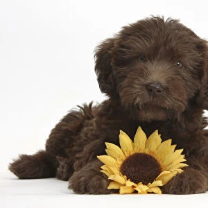 Chocolate Labradoodle puppy, 9 weeks, with sunflower, against white background