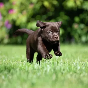 Chocolate Labrador Retriever Puppy Print Chocolate Labrador Retriever Puppy Print