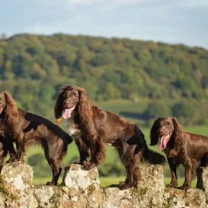 Four chocolate working cocker spaniels on wall. Mother and offspring. Monmouth, Monmouthshire