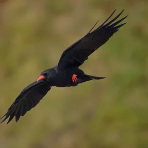 Chough (Pyrrhocorax pyrrhocorax) in flight along cliffs, digital composite, South Stack