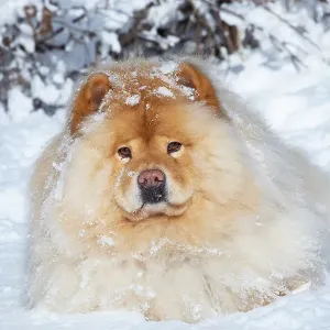Chow chow lying down in winter snow, portrait, Waterford, Connecticut, USA. February Chow chow lying down in winter snow, portrait, Waterford, Connecticut, USA. February