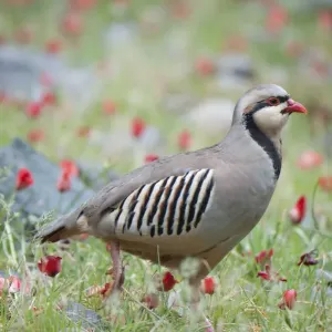 Chuckar Partridge Print among Red Flowers, Pamyr, Tajikistan Chuckar Partridge Print among Red Flowers, Pamyr, Tajikistan