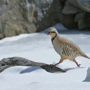 Chukar Partridge Print, Hemis National Park, Ladakh Chukar Partridge Print, Hemis National Park, Ladakh