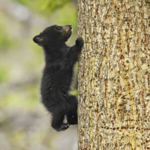 Cinnamon bear, subspecies of black bear (Ursus americanus cinnamomum) cub climbing tree
