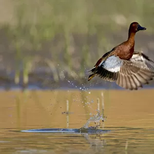 Cinnamon teal (Anas cyanoptera), male taking flight from water, Orange County, California