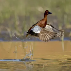Cinnamon Teal Print, Male in Flight Cinnamon Teal Print, Male in Flight