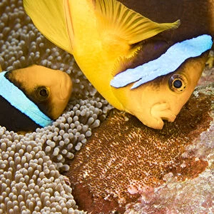Clarks anemonefish (Amphiprion clarkii), pair tending to egg mass placed beside