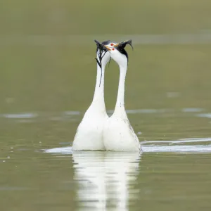 Clarks grebes (Aechmophorus clarkii) courting pair performing the Weed Ceremony