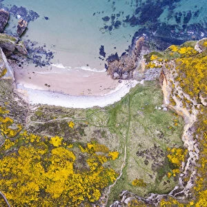 Clashach cove surrounded by flowering Gorse (Ulex europaeus) Hopeman, Scotland, UK, May