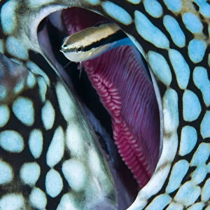 Cleaner wrasse (Labroides dimidiatus) swims out from the gill of a Blue spotted pufferfish