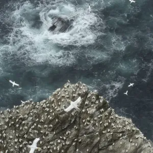 Cliff top view of a gannet (Morus bassanus) colony. Shetland Islands, Scotland, UK, July Cliff top view of a gannet (Morus bassanus) colony. Shetland Islands, Scotland, UK, July