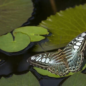 Clipper butterfly (Parthenos sylvia) resting on Water lily (Nymphaceae) pad. Butterfly house
