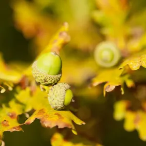 Close up of acorns and autumnal foliage ofEnglish oak (Quercus robur), Arne RSPB reserve Close up of acorns and autumnal foliage ofEnglish oak (Quercus robur), Arne RSPB reserve