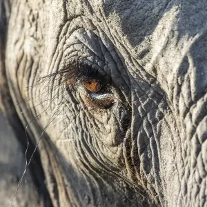 African Elephant Eye Print African Elephant Eye Print