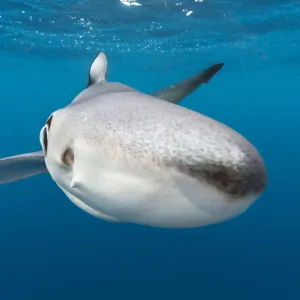 A close up of a blue shark (Prionace glauca) as it investigates the camera beneath