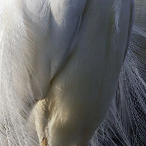 Close up of body and legs of Great Egret (Ardea alba) Pusztaszer, Hungary, May 2008