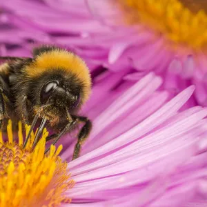 Close up of Buff-tailed Bumblebee (Bombus terrestris) feeding at a flower (Aster sp)