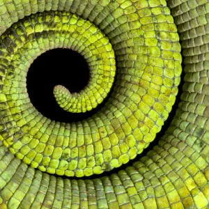 Close up of coiled tail of Parsons chameleon {Calumma parsonii} showing scales