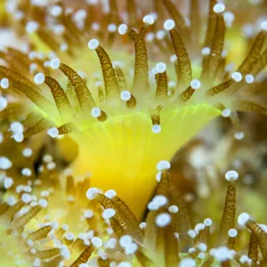 Close up of a colony of Jewel anemones (Corynactis viridis) Scotland, UK, October