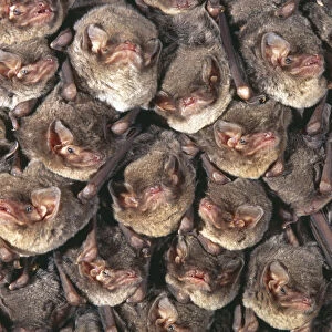 Close up of colony of Schreibers long fingered bat {Miniopterus schreibersii} roosting in cave