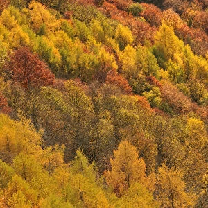 Close up of colourful mixed woodland in autumn, Kinnoull Hill Woodland Park