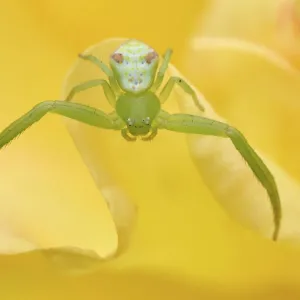 Close up of a Crab spider (Misumena sp) on flowers, East Lake Greenway park, Wuhan