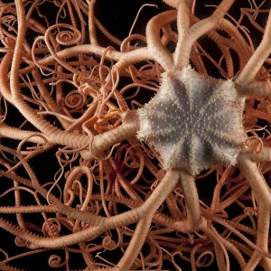 Close up of deepsea Basket star (Gorgonocephalus sp) from coral seamount, SW Indian Ridge