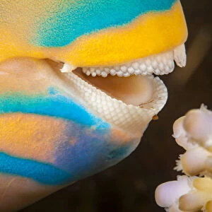 Close up at the dental plates of Three color parrotfish (Scarus tricolor