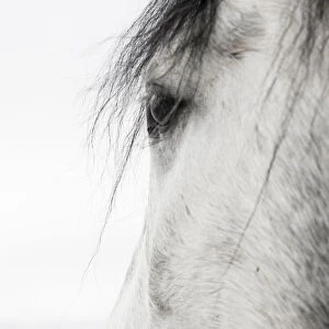 Close up of eye of Purebred Grey Andalusian mare, Longmont, Colorado, USA