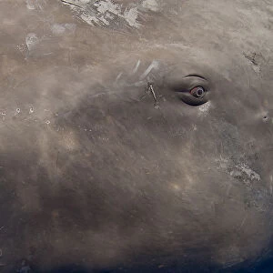 Close up of eye of Sperm whale (Physeter macrocephalus) Dominica, Caribbean Sea, Atlantic Ocean