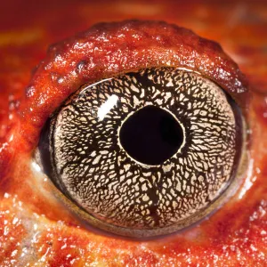 Close up of eye of Tomato frog {Dyscophus antongili} Maroantsetra, Northeast Madagascar