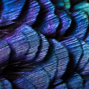 Close up of feathers of cock Pheasant (Phasianus colchicus) Close up of feathers of cock Pheasant (Phasianus colchicus)